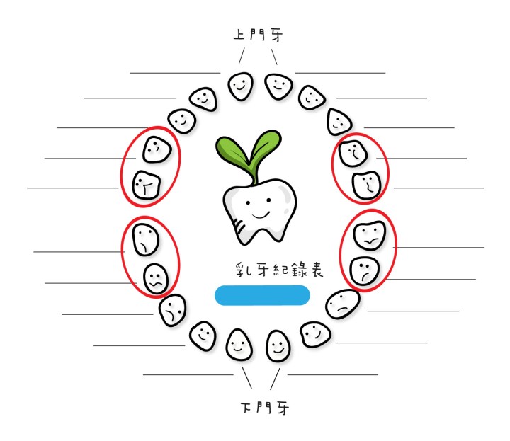 乳牙蛀牙頻率最高的八顆牙齒位置