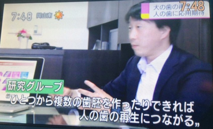 牙齒再生新突破