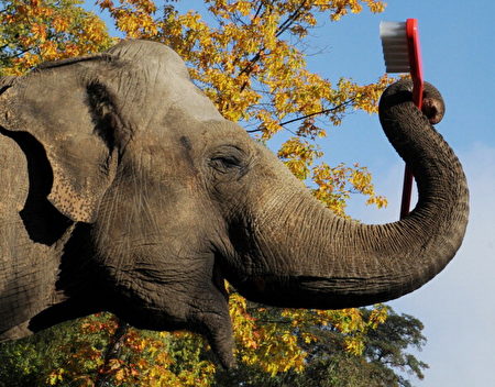 德國一家動物園內，一隻名叫Mogli的大象握著一隻巨型牙刷。(ANGELIKA WARMUTH/AFP/Getty Images)