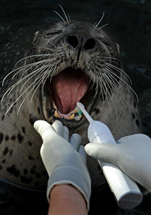波士頓新英格蘭水族館，保育員正在為海豹刷牙。(David L Ryan/The Boston Globe via Getty Images)