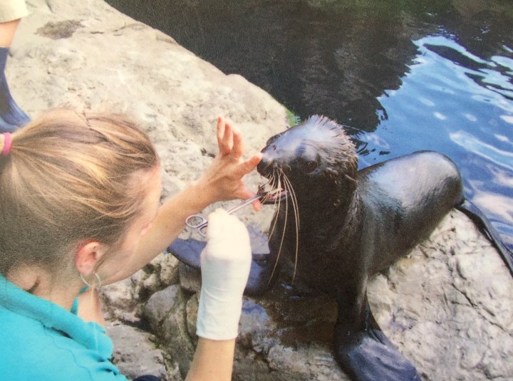 波士頓新英格蘭水族館的獸醫，正在幫海獅檢查牙齒！