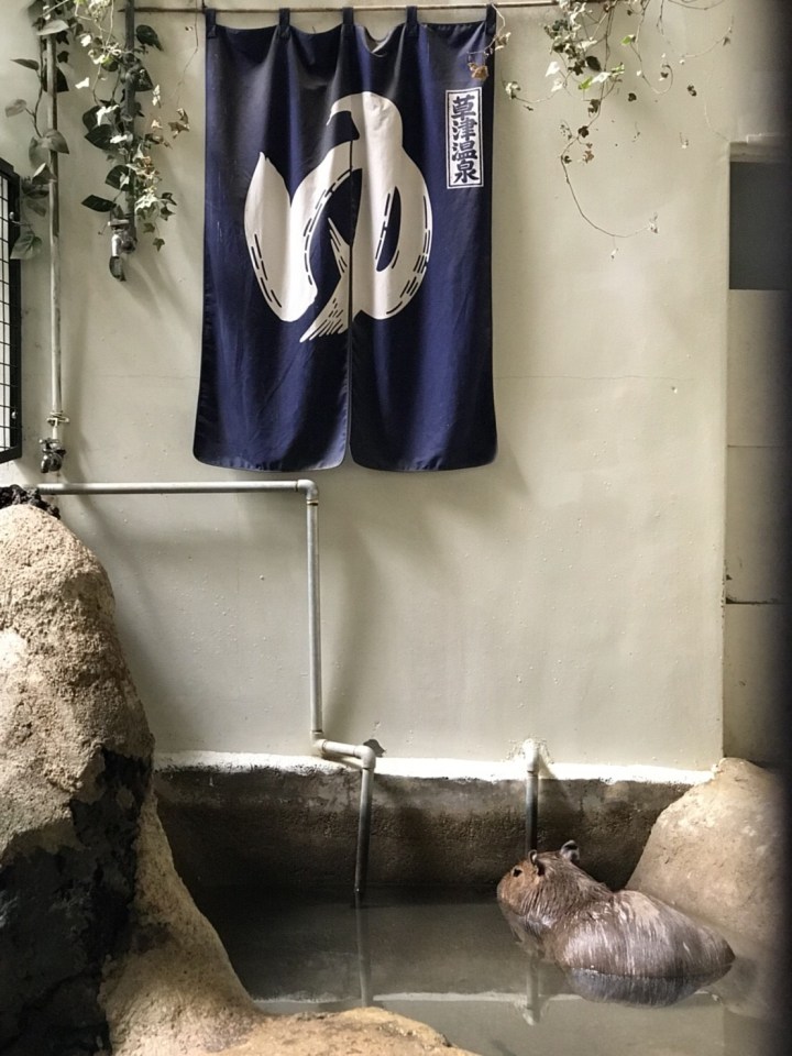 水豚君專屬的溫泉