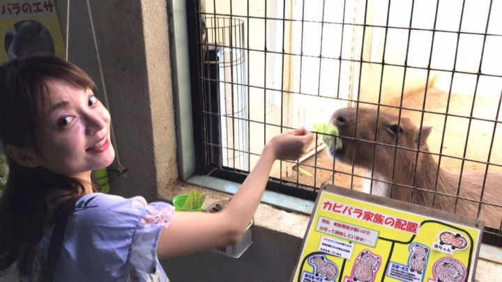 喜歡吃素的水豚君