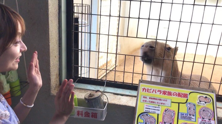 掰掰水豚君～下次見！