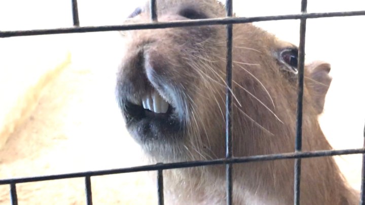 來看看水豚君有幾顆牙齒呢？